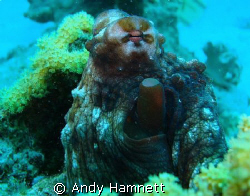 Octopus at Shaab Sheer, Safaga.
Sony DSC W90 with MPK WB... by Andy Hamnett 